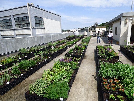 屋頂上的菜園 — 元培醫大光曜樓屋頂盆缽式菜園