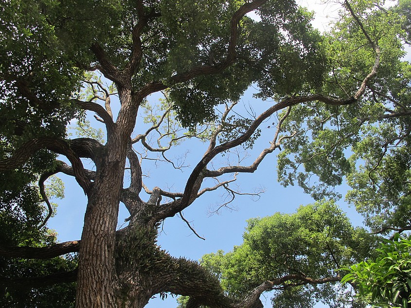 行道樹修剪與都市林管理研討會－以大安森林公園為例