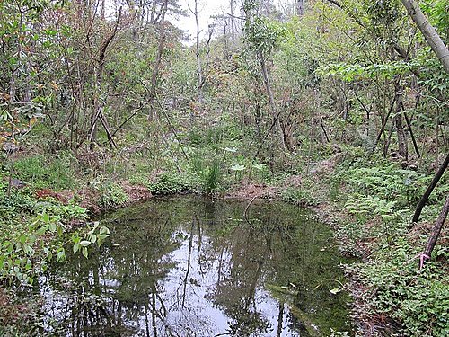 96年開始的觀霧山椒魚棲地營造