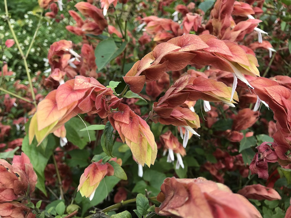 紅蝦花的栽培與扦插繁殖 (+淡黃花新品種)+黃蝦花