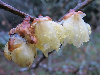 踏雪尋梅 — 梅峰農場賞「蠟梅」