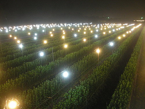 花卉的開花機制 -光週期處理 (電照菊 — 公路花園的夜晚美景)