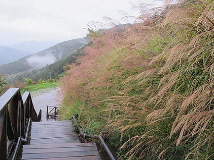 雪山登山口的芒花 + 山羌