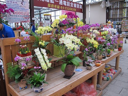 趁著颱風逛花市 — 台中花市觀摩