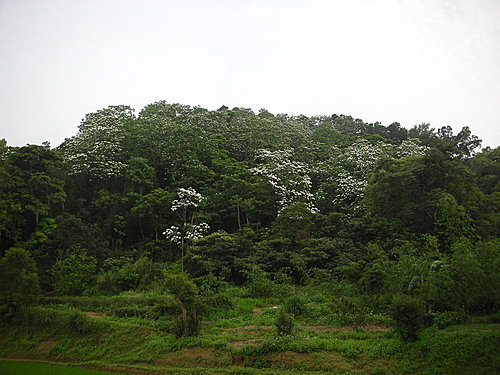 大家來賞油桐花