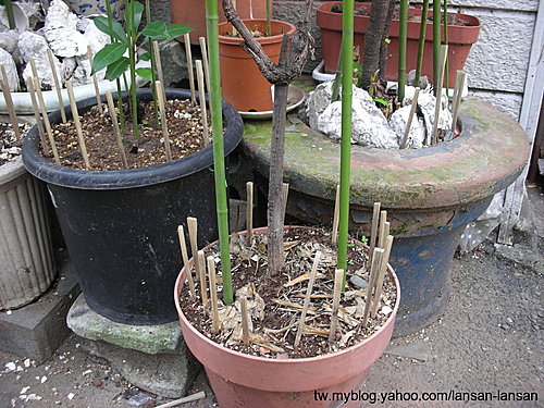 貓狗危害花花怎麼辦？ –分享東京淺草的妙招！