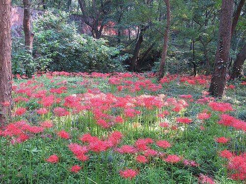 林下的紅花石蒜 — 在南京明孝陵