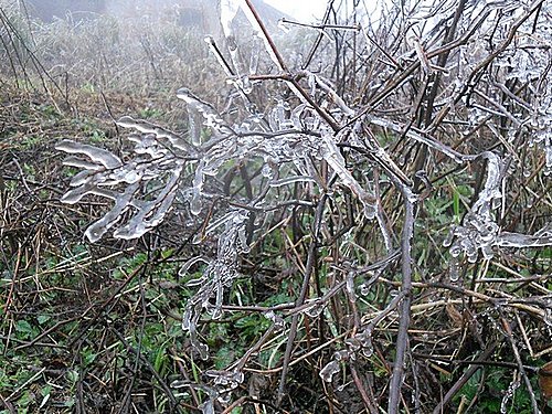 低於13℃的冬季期間， 室內觀賞植物應預防寒害凍傷