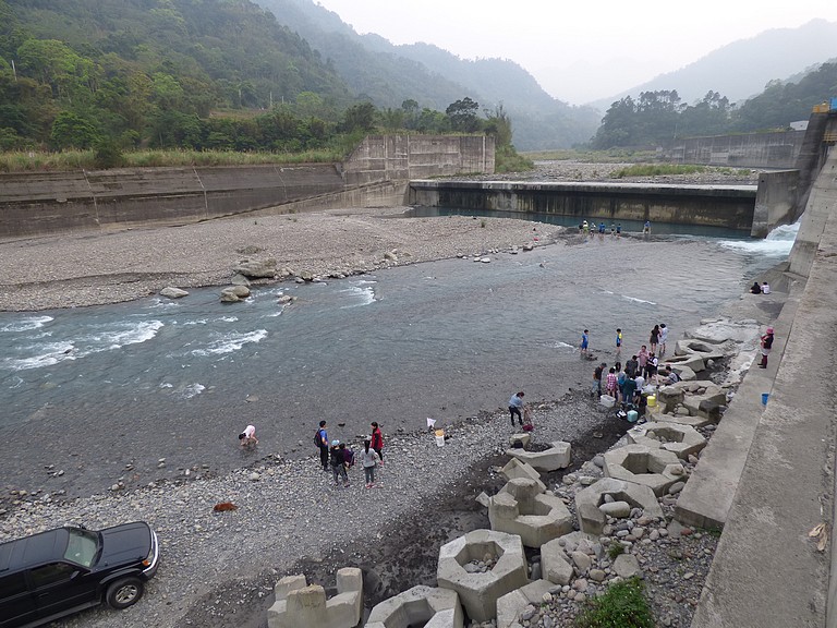 幫助鯝魚回到上游產卵繁殖—在上坪堰採捕搬運