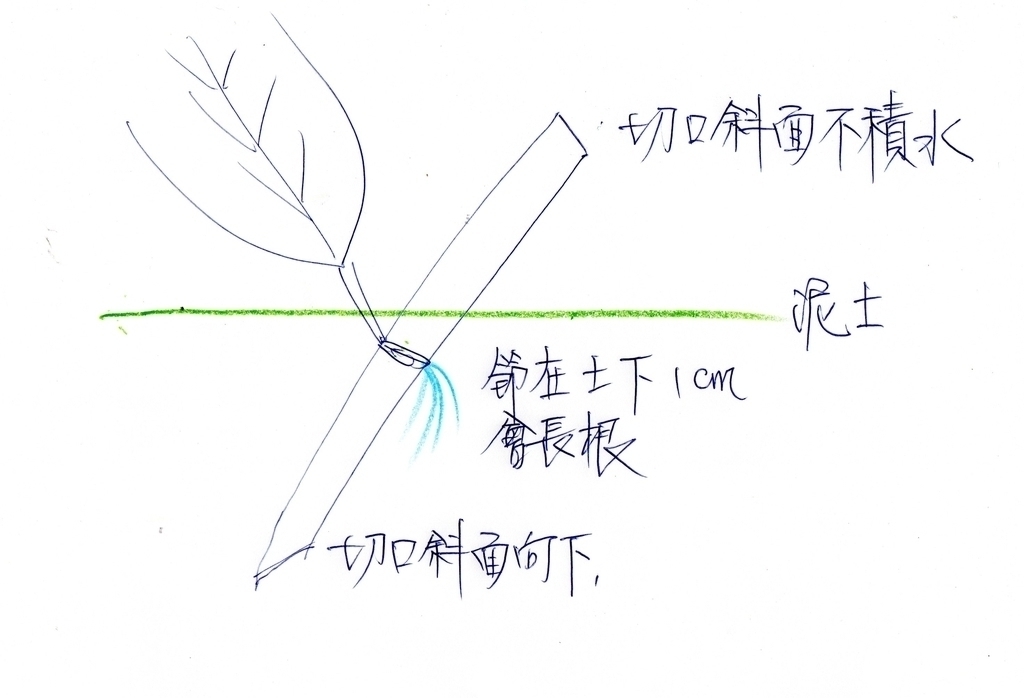 花卉繁殖技術 (2003生活園藝課程講義)