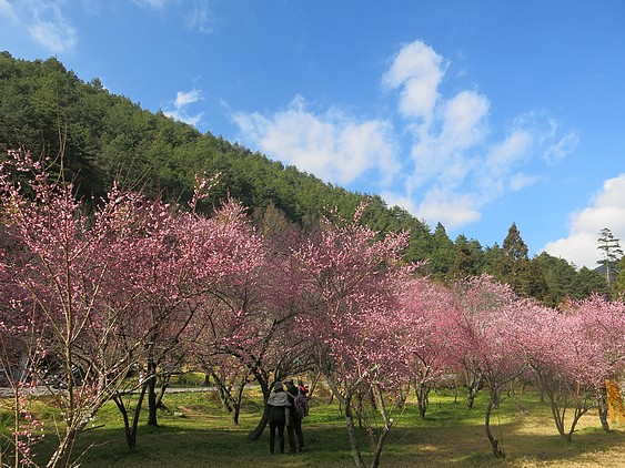 武陵一月梅花開