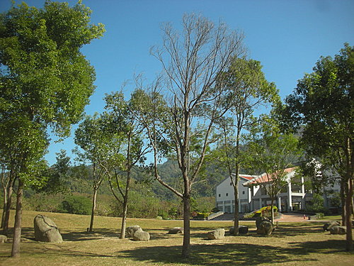 樹木褐根病 —  案例04 —  雪霸國家公園樟樹 「樹木褐根病」完成防治工作