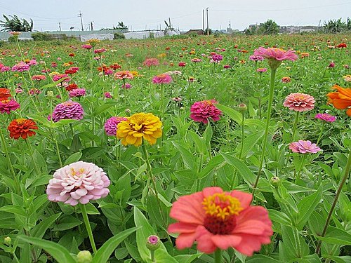 適合夏季的直播花海植物 — 野花種百日草