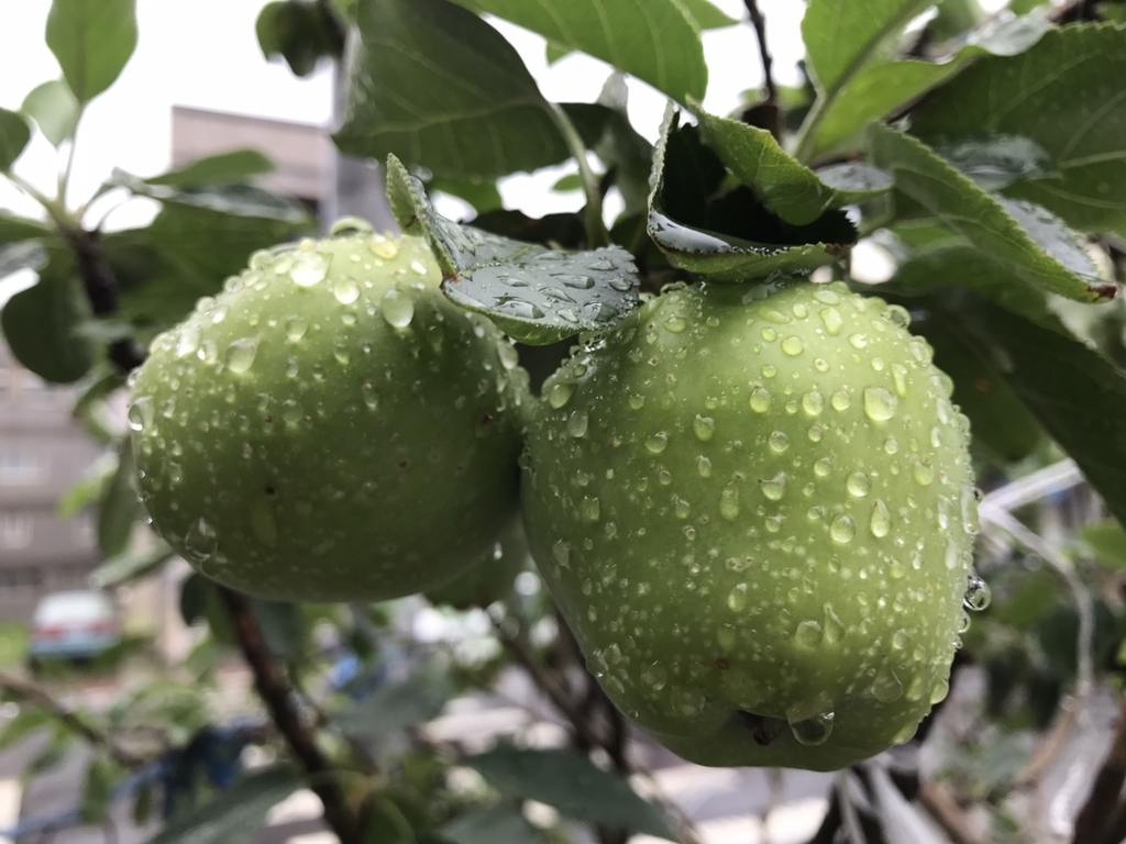 適合平地種植的熱帶蘋果，結滿了酸酸甜甜的好滋味，還多加了一味再多錢也買不到的新鮮感！