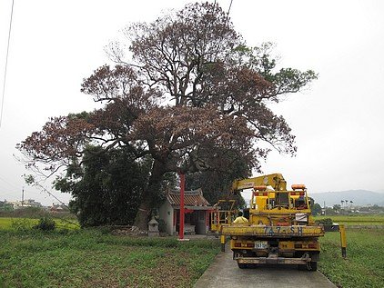 搶救遭雷擊老樹之整枝修剪及棲地改良—-公館鄉中義村劉家伯公老樟樹