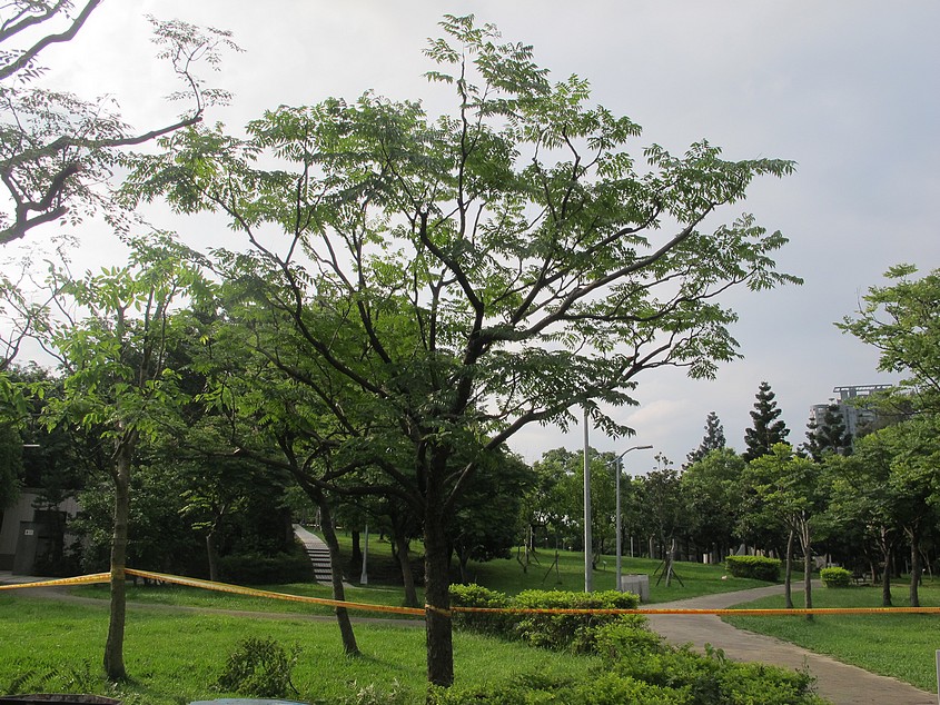 日本樹醫在大安森林公園修剪樹木的近身見學