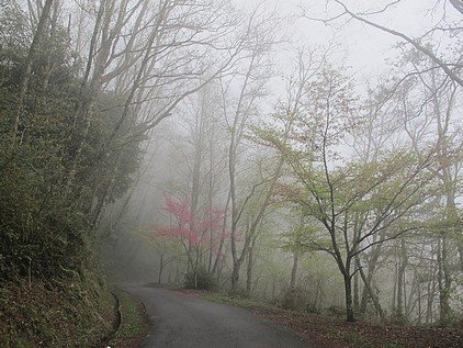 小朋友的觀霧山椒魚解說