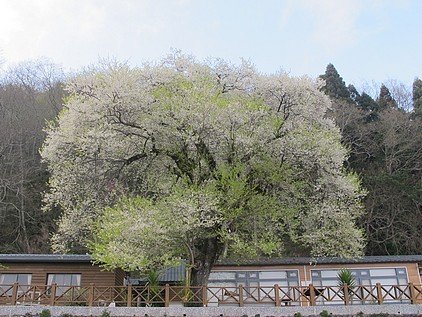 為觀霧山莊前的霧社櫻繁衍後代