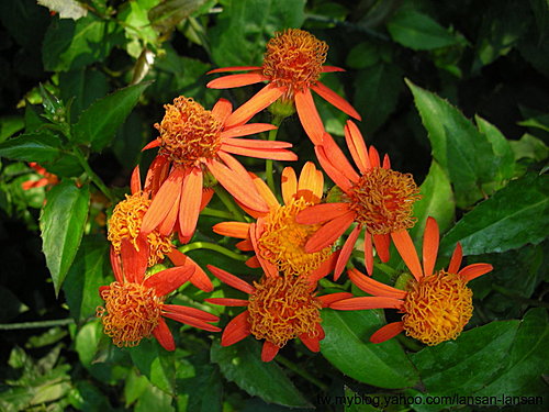 新花來報到(1)—-蔓黃金菊(火焰藤)   Senecio confusus