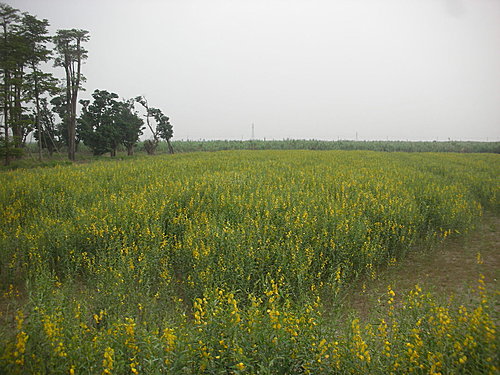 綠野橙黃的—太陽麻   Crotalaria juncea L.