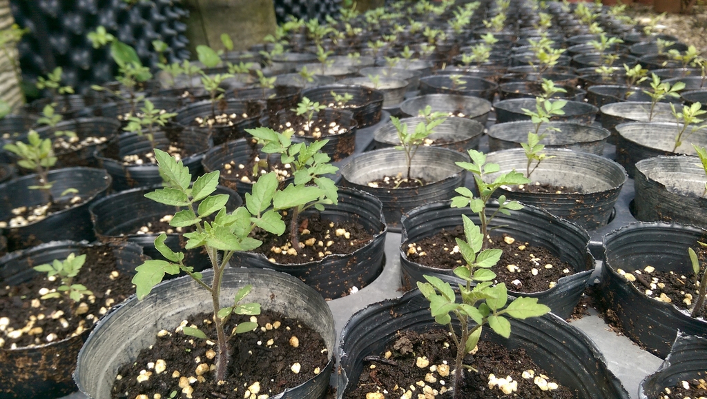 野生種小番茄完成播種培育，即日起開放贈苗！