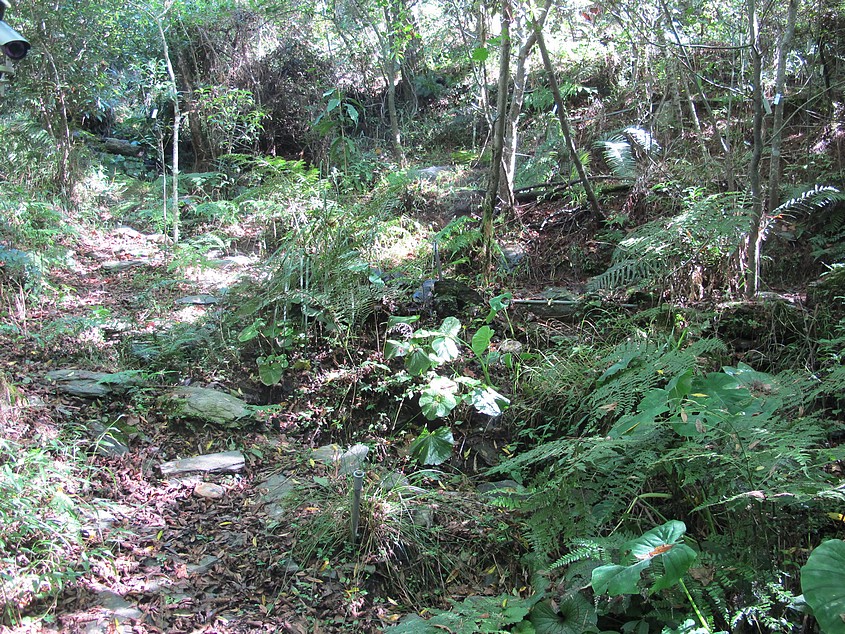 觀霧山椒魚棲地營造，迎接繁殖季