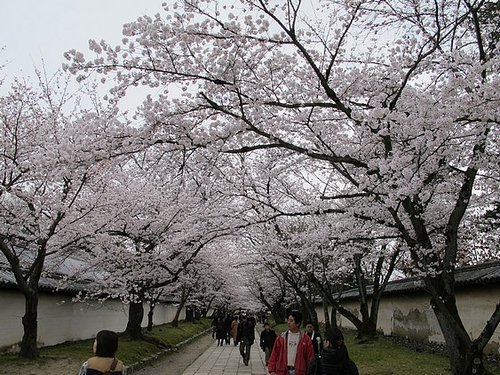 醍醐寺 — 京都大阪賞櫻自助旅行 -7