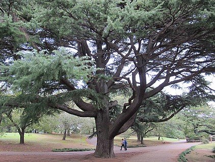 新宿御苑的古木 — 2011日本自助旅行 -5