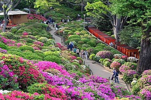 日本杜鵑花園