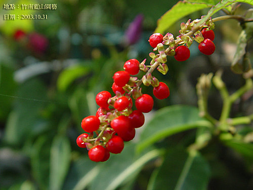 居家植栽管理–中午不能澆花嗎？