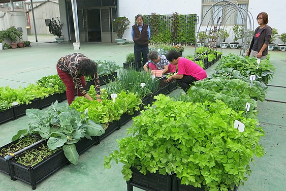 屋頂菜園慶豐收 — 在竹南營盤社區屋頂菜園