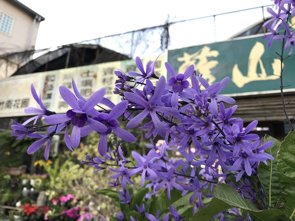 50種適合台灣種植的藤蔓植物の目錄圖鑑及栽培管理指南