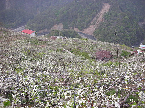 滿山雪白的梨山