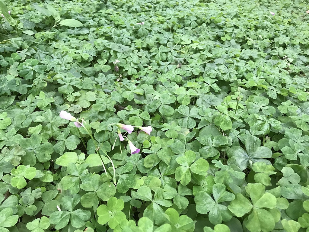 紫花酢漿草的樹下草坪美美的，誰說她只能是雜草？