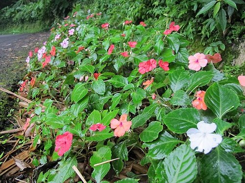 司馬限林道的非洲鳳仙花