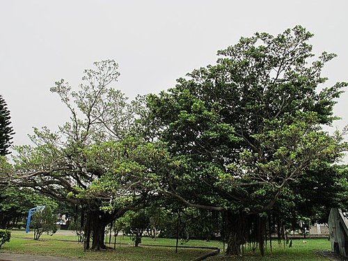 藍山園藝得標「苗栗縣100年樹木褐根病防治及宣導作業」