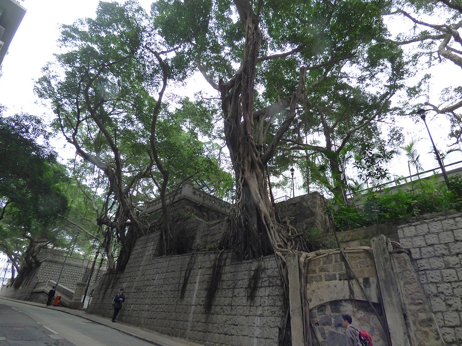 香港工作旅行 — 樹木風險評估學習之旅