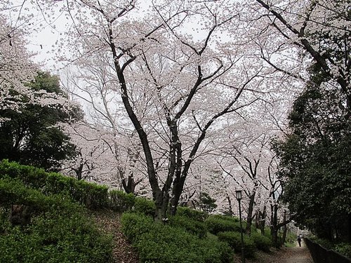 大阪城公園  — 京都大阪賞櫻自助旅行 -1