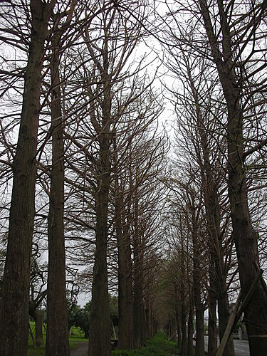 落羽松  —  羅東運動公園的歐洲風味