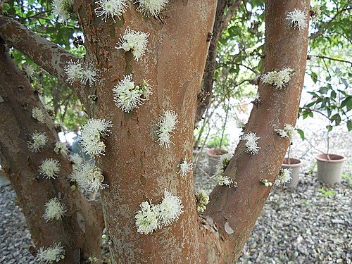 有趣的幹生花 — 嘉寶果(樹葡萄)