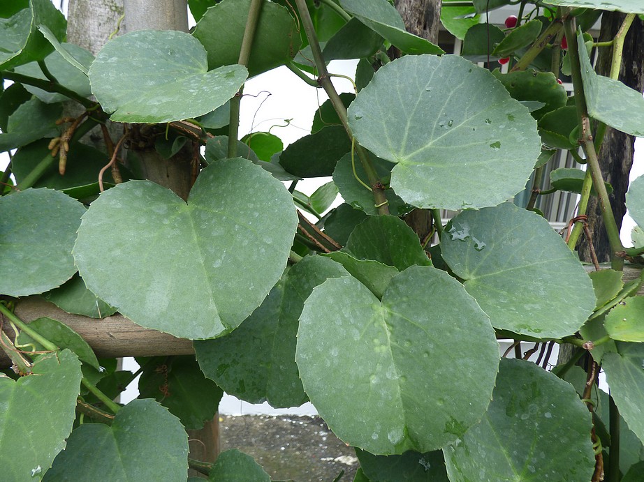 圓葉葡萄 (圓葉粉藤)  Cissus rotundifolia