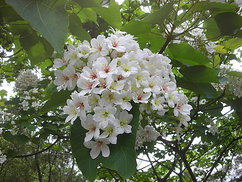 油桐花開 —  惠蓀林場