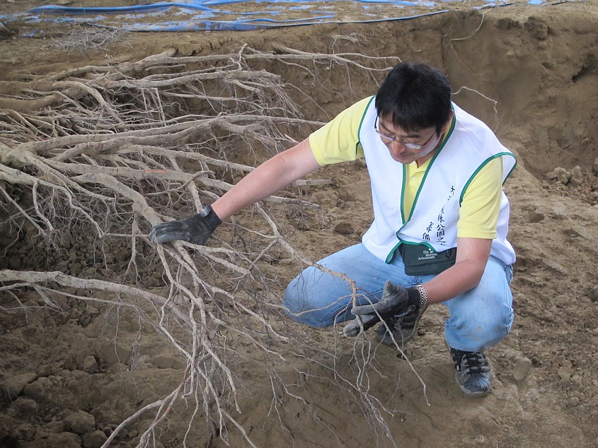 日本樹醫在大安森林公園的樹木棲地調查及診斷