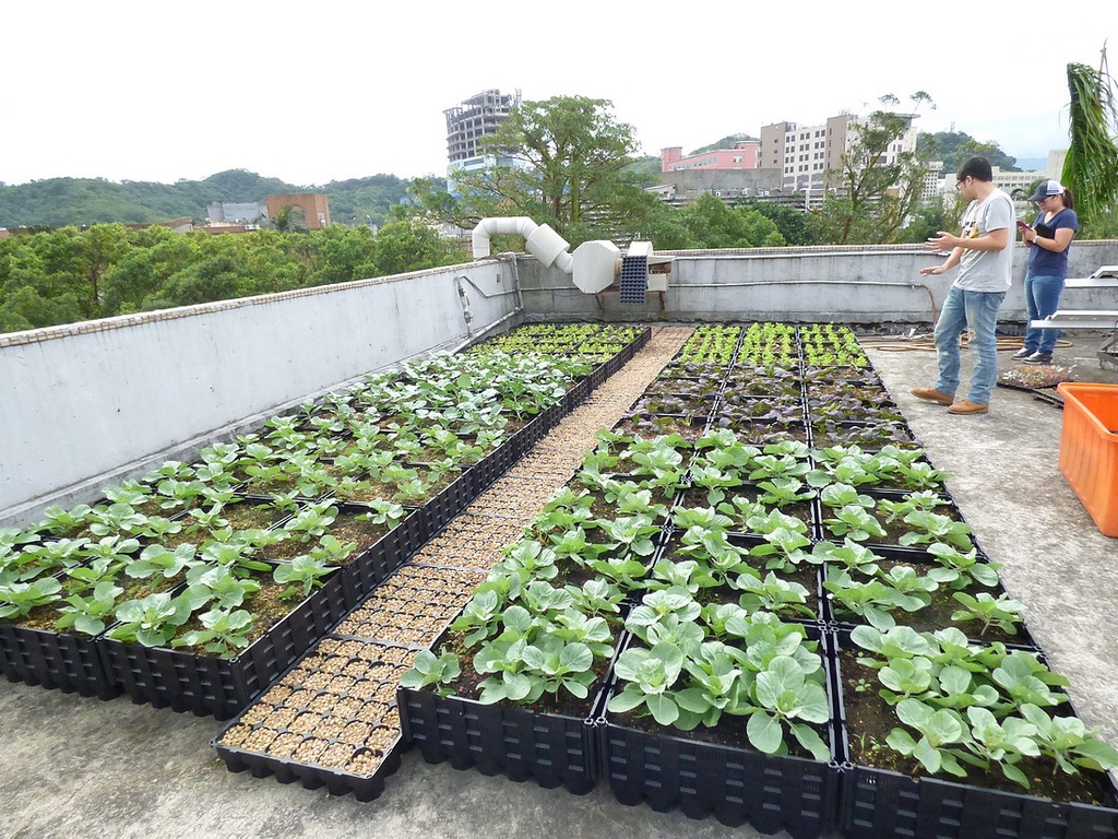 台大農機館的迷你屋頂菜園，降溫3.5度