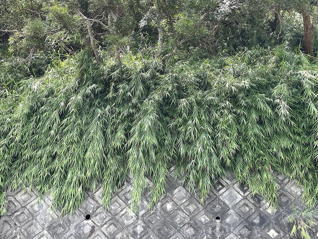 80種適合台灣種植的懸垂植物の目錄圖鑑及栽培管理指南