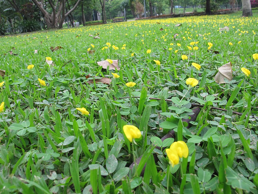 開花草坪 — 巴西地毯草與蔓花生混植的絕配組合