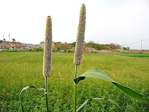 珍珠粟  (Pearl millet)  Pennisetum americanum L. R. Br