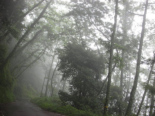 觀霧 — 適合出遊的迷霧山林