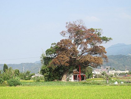 遭雷擊老樹—-公館鄉中義村劉家伯公老樟樹