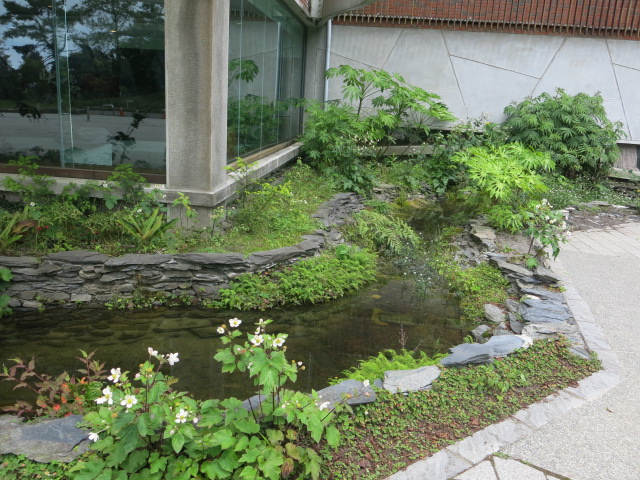 生態綠化 — 以「當地原生植物」做為環境景觀綠化的觀霧山椒魚生態中心